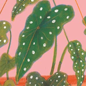 Begonia Maculata Sympathy Card